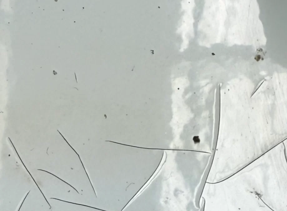 Caravan Gelcoat Cracks Repairs and Refinishing